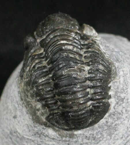 Bargain Gerastos Trilobite Fossil #27941